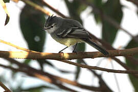 White-crested Tyrannulet