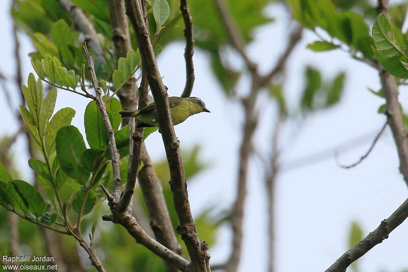 Yellow-bellied Tyrannulet, identification