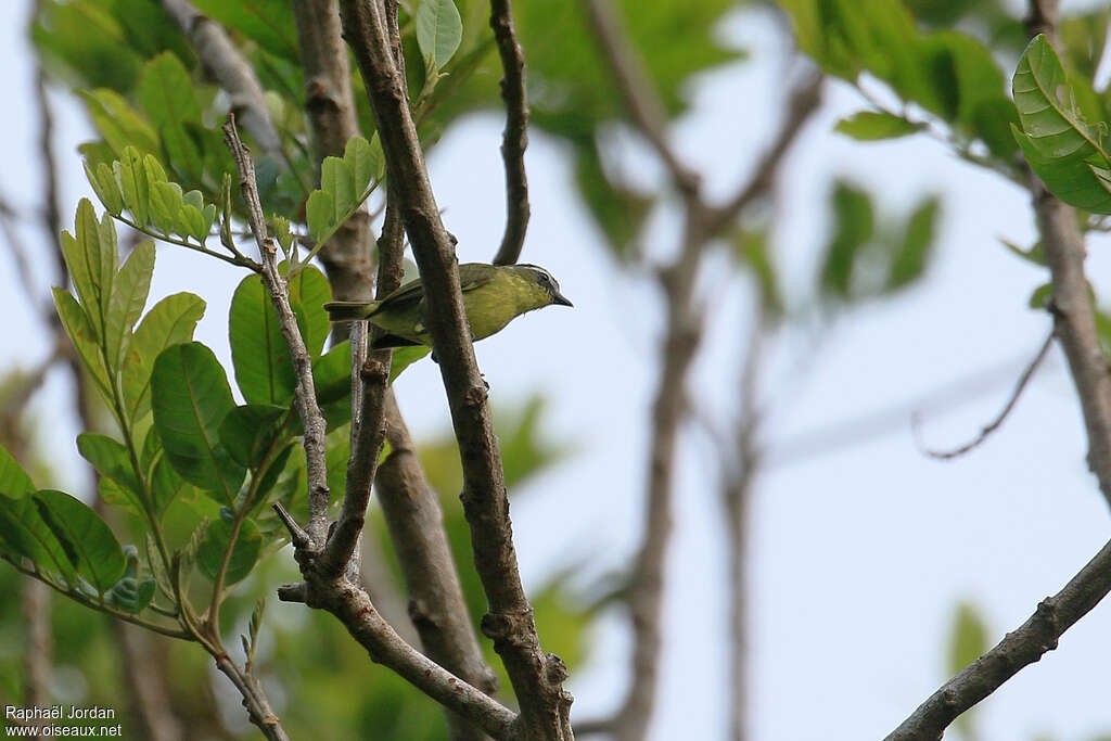 Tyranneau à ventre jaune, identification