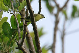 Yellow-bellied Tyrannulet