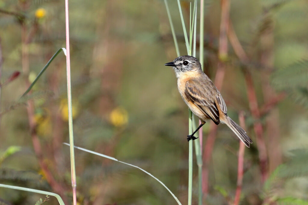 Bearded Tachuriadult