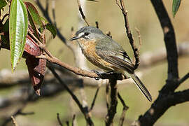 Grey-backed Tachuri