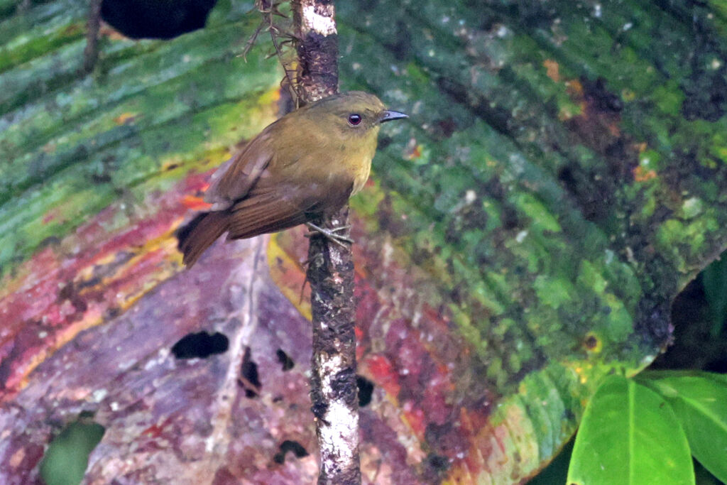 Tyranneau bronzé