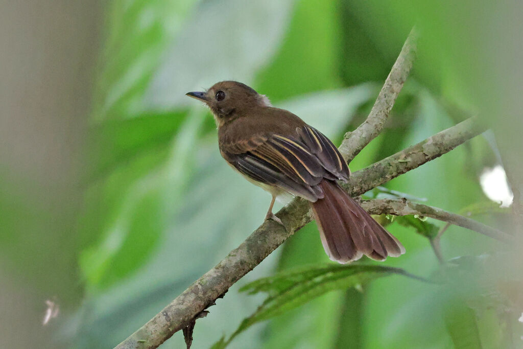 Tyranneau brun