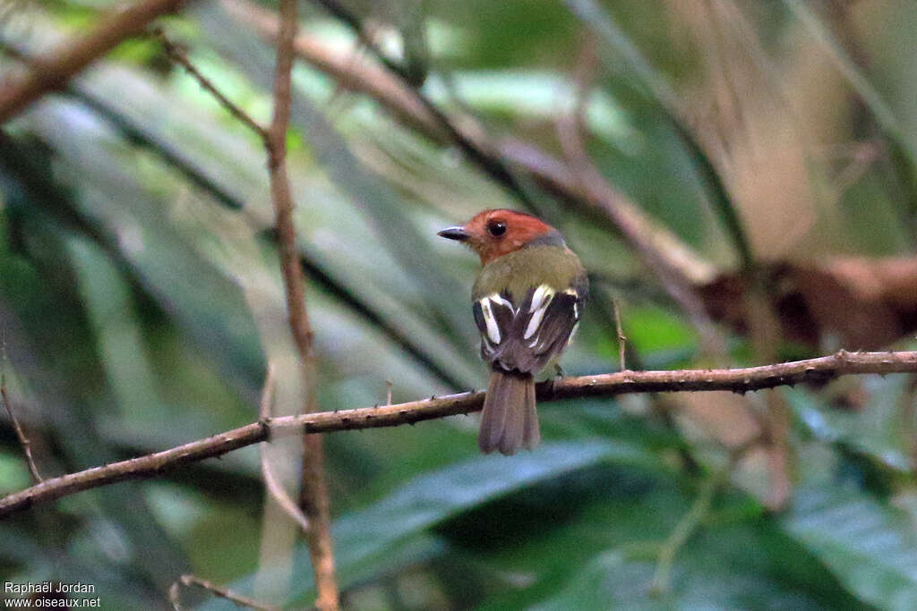 Tyranneau d'André femelle, adulte, identification
