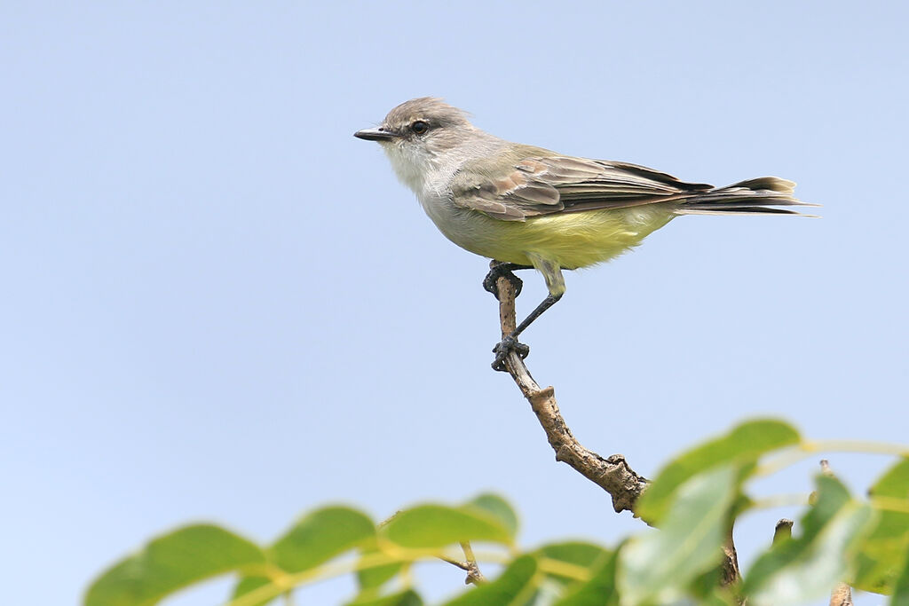 Chapada Flycatcheradult