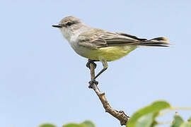 Chapada Flycatcher