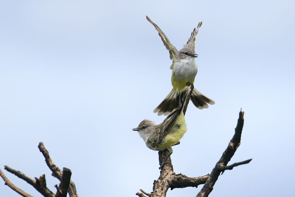 Chapada Flycatcheradult, courting display