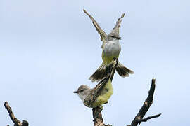 Chapada Flycatcher