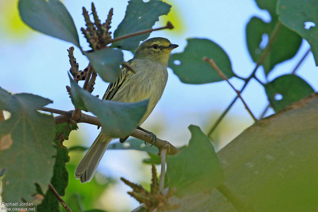 Tyranneau de Coopmansadulte, identification