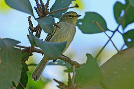 Coopmans's Tyrannulet