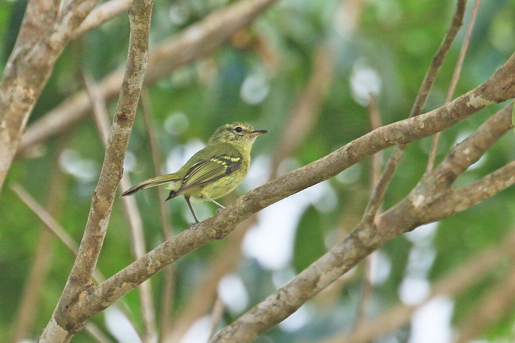 Restinga Tyrannuletadult