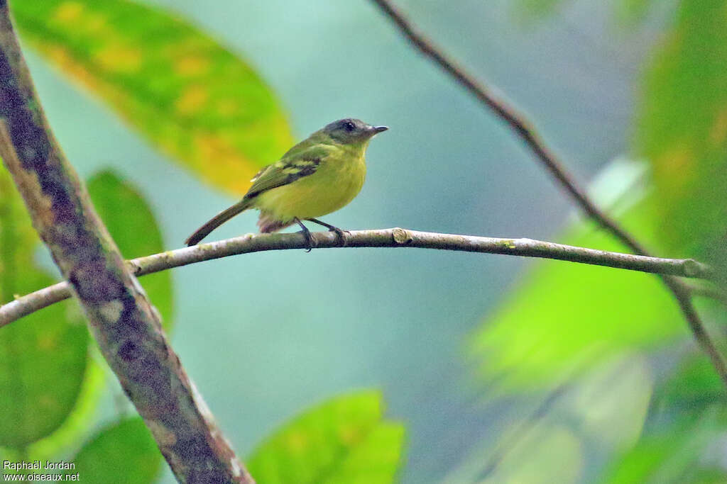 Antioquia Bristle Tyrantadult, identification