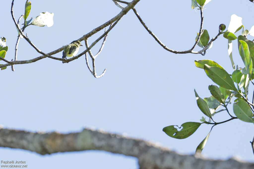 Chico's Tyrannulet