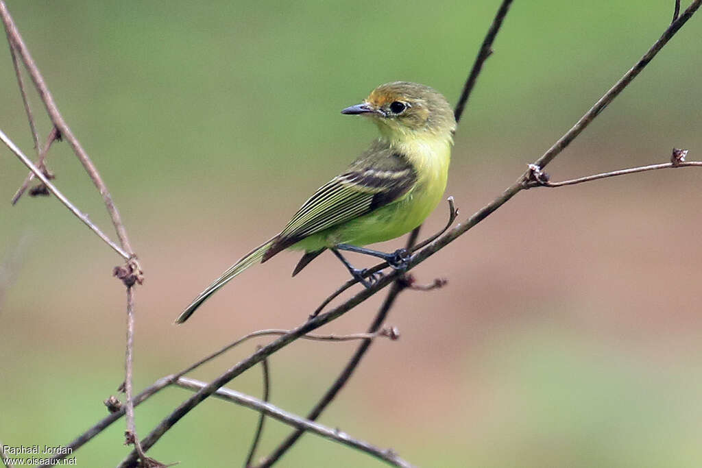 Tyranneau de Minas Geraisadulte, identification