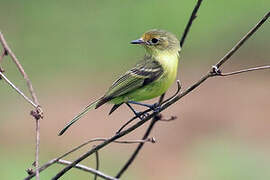 Minas Gerais Tyrannulet