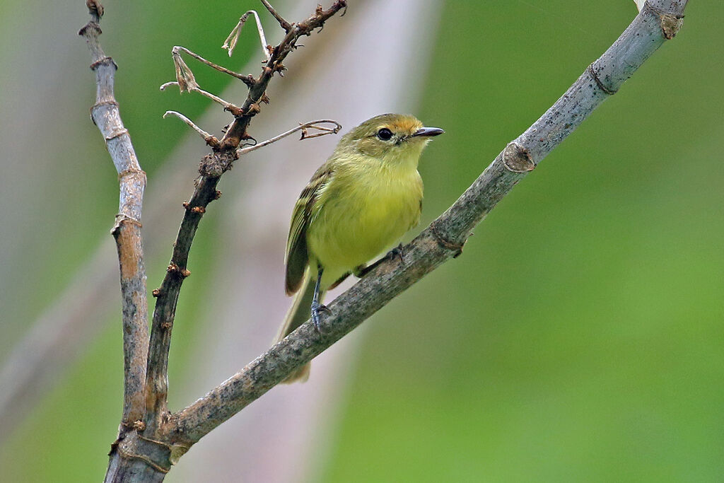 Tyranneau de Minas Geraisadulte