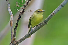 Minas Gerais Tyrannulet