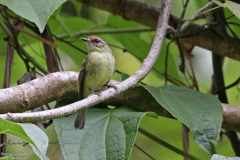 Cinnamon-faced Tyrannuletadult, identification