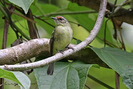 Cinnamon-faced Tyrannulet