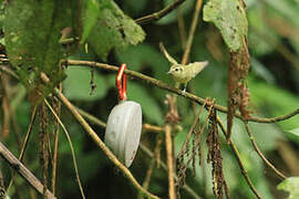 Sao Paulo Tyrannulet