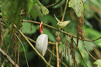 Tyranneau de Sao Paulo