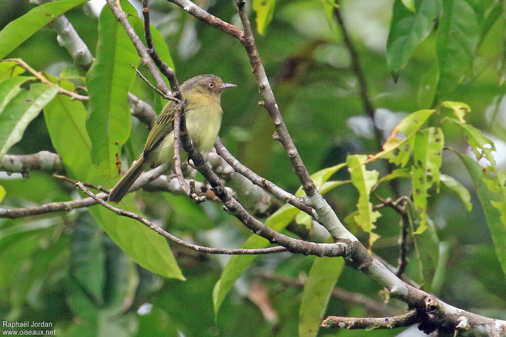 Tyranneau de Traylor adulte, identification