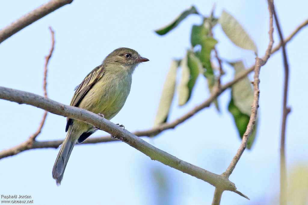 Tyranneau de Villarejoadulte, identification