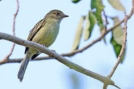 Mishana Tyrannulet