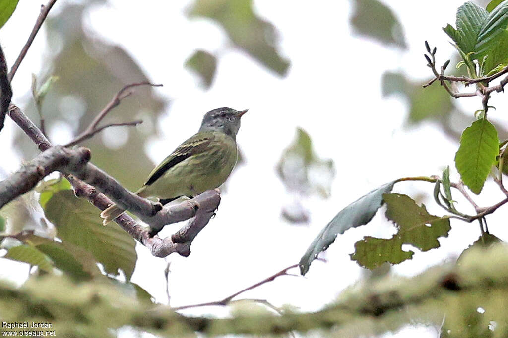 White-fronted Tyrannulet