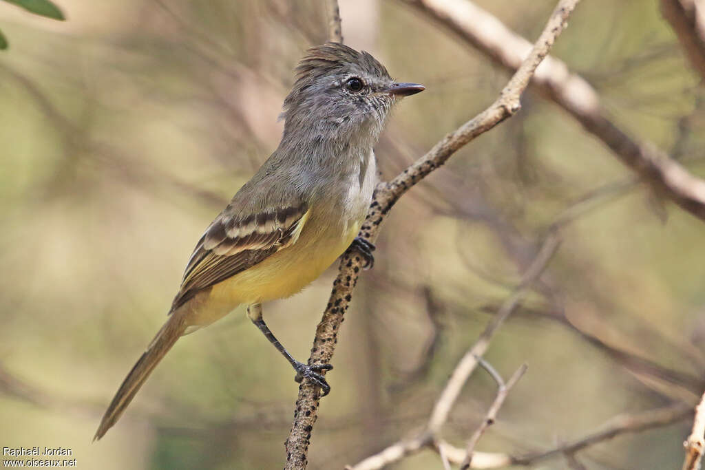 Northern Scrub Flycatcheradult, identification