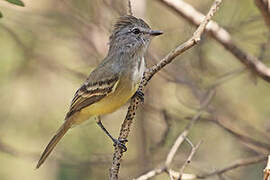 Northern Scrub Flycatcher