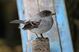 Torrent Tyrannulet