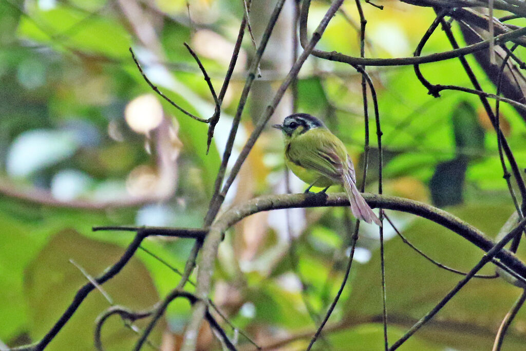 Southern Bristle Tyrantadult