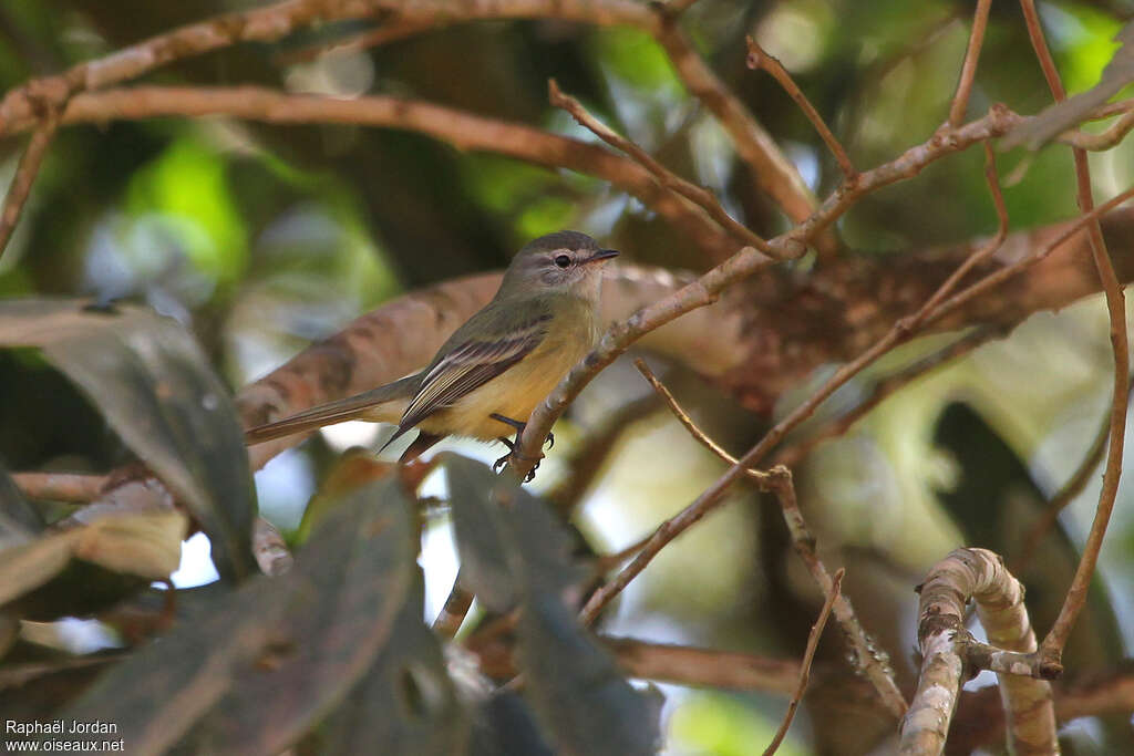 Planalto Tyrannuletadult, identification