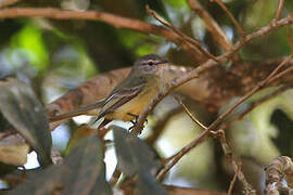 Planalto Tyrannulet