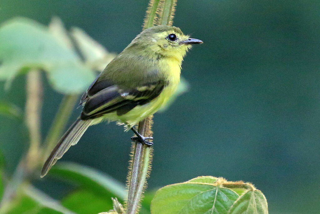 Yellow Tyrannuletadult