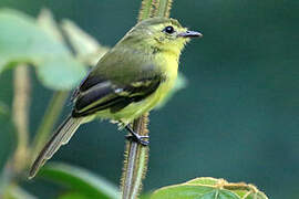 Yellow Tyrannulet