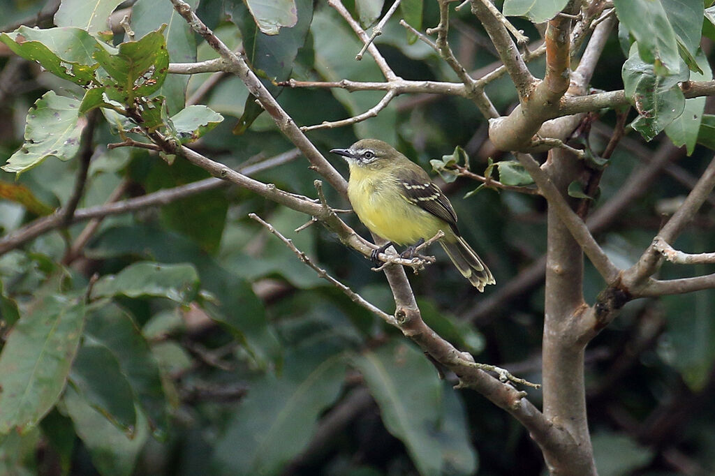 Amazonian Ineziaadult