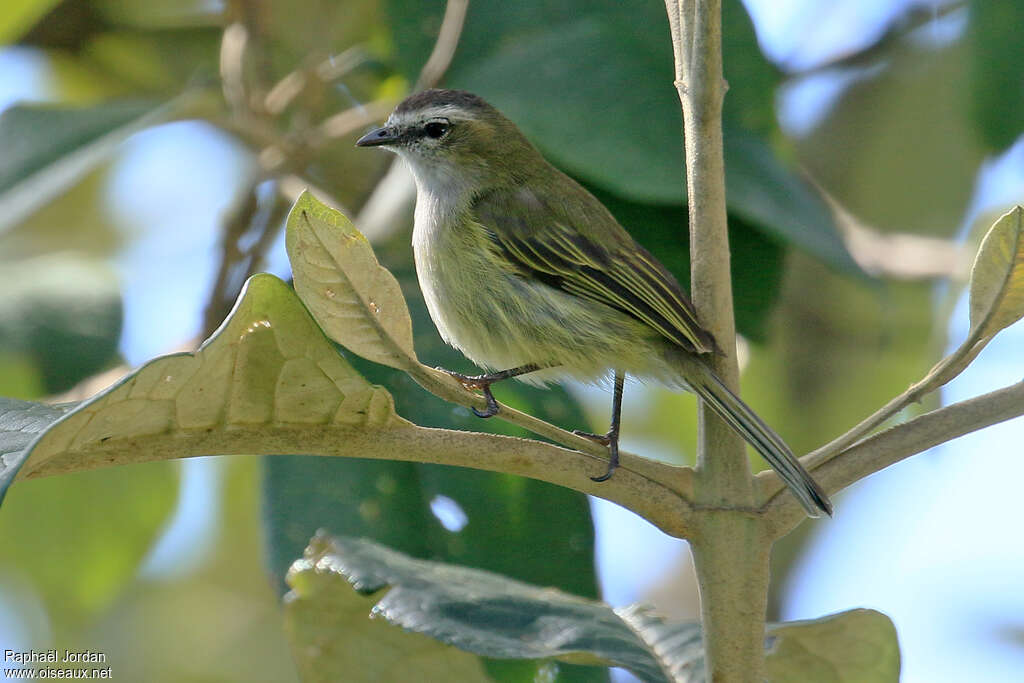 Tyranneau gobemoucheronadulte, identification