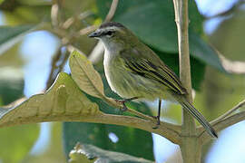 Guatemalan Tyrannulet