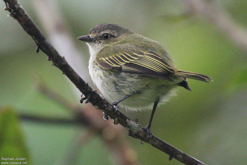 Tyranneau menuadulte, identification