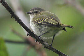 Mistletoe Tyrannulet