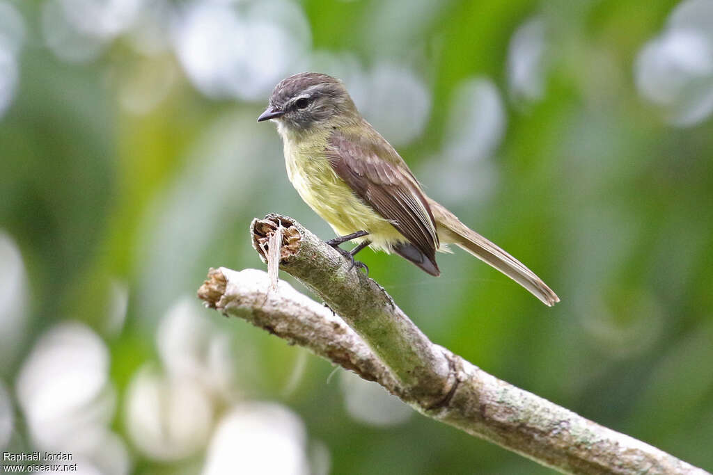 Tyranneau nainadulte, identification