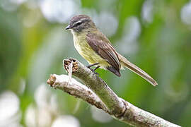 Sooty-headed Tyrannulet