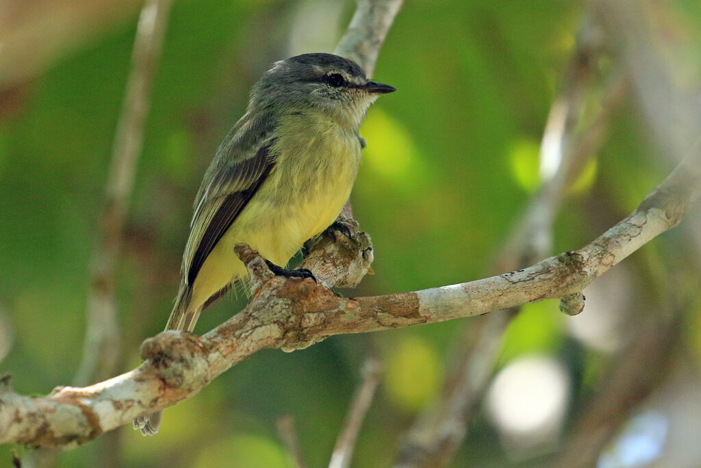 Tyranneau nainadulte