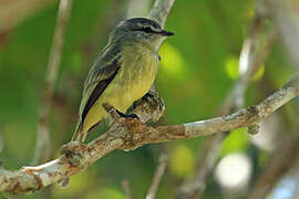 Sooty-headed Tyrannulet