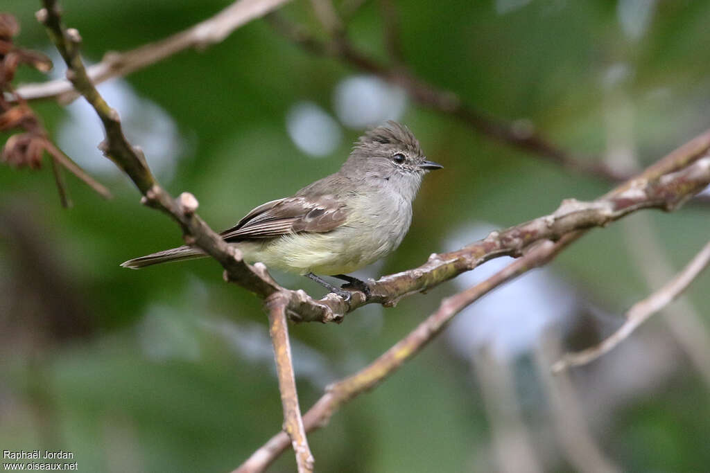 Tyranneau ombréadulte, identification