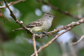 Amazonian Scrub Flycatcher