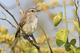 Mouse-colored Tyrannulet